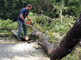 How Our Tree Care Process Works  in  Lake City, GA